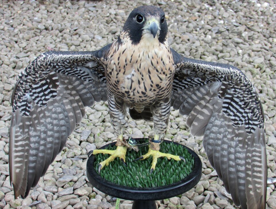 Hawk raptor falconry