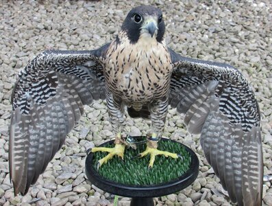 Hawk raptor falconry photo