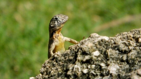 Fauna nature iguana