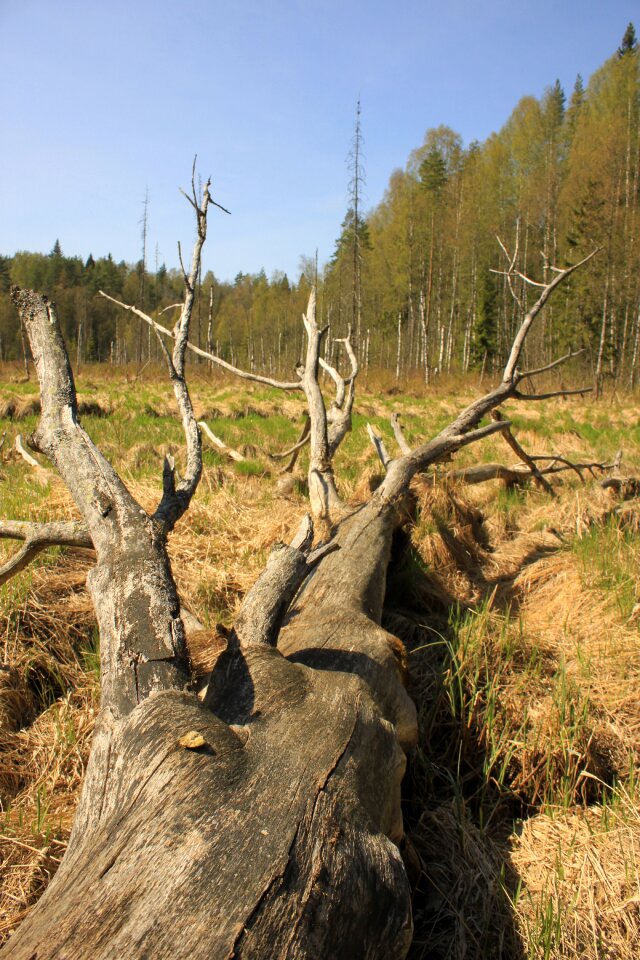 Dry timber tree summer