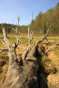 Dry timber tree summer