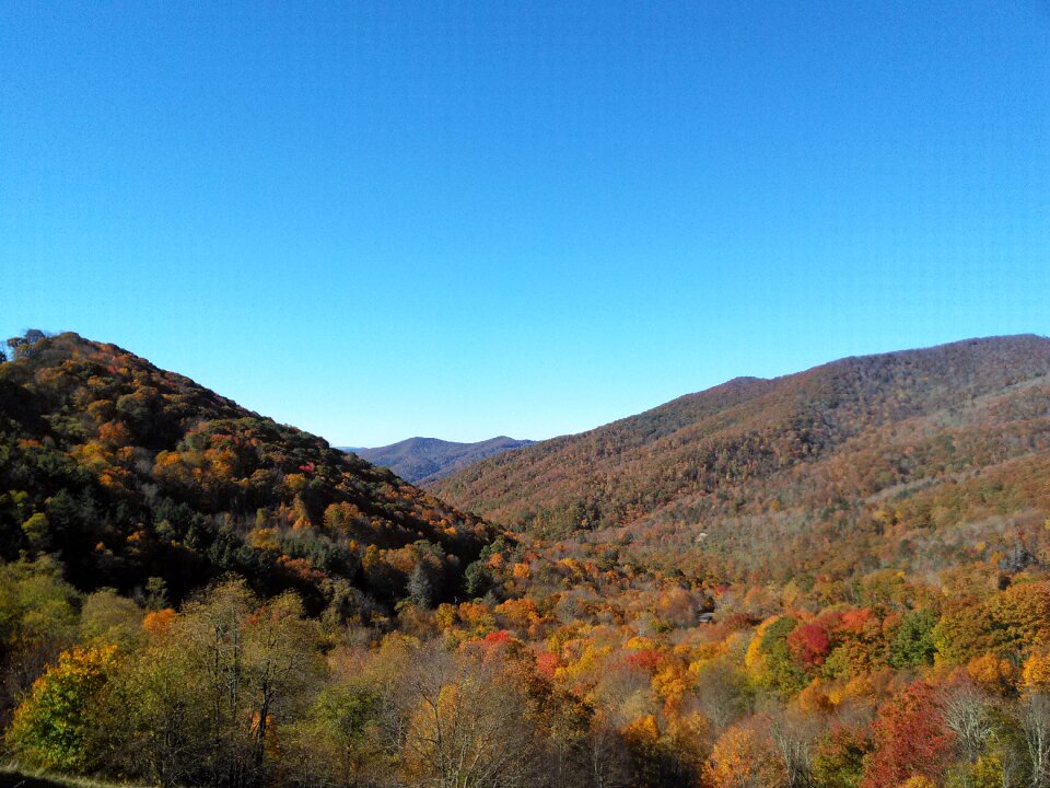 Trees autumn