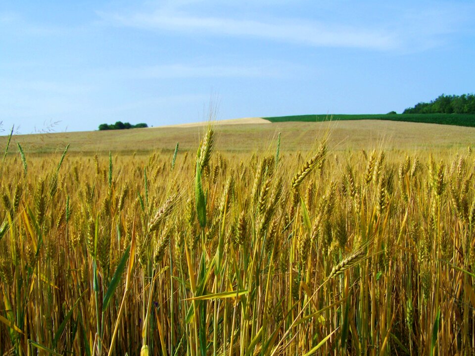 Yellow-green wheat grain crops
