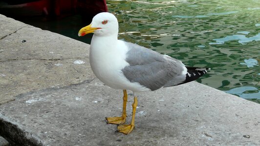 Italy seagull venice photo