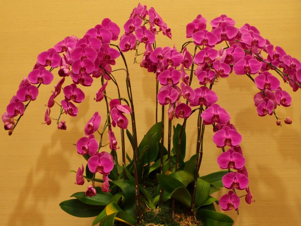Big flower flowers potted plants