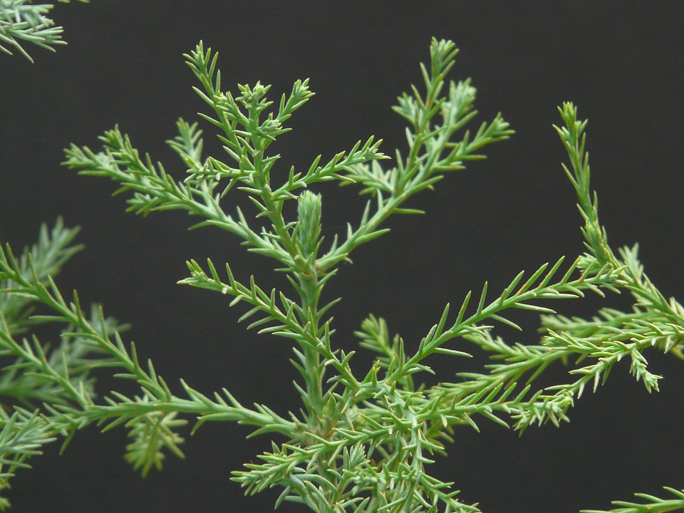 Tribe sequoia shoots