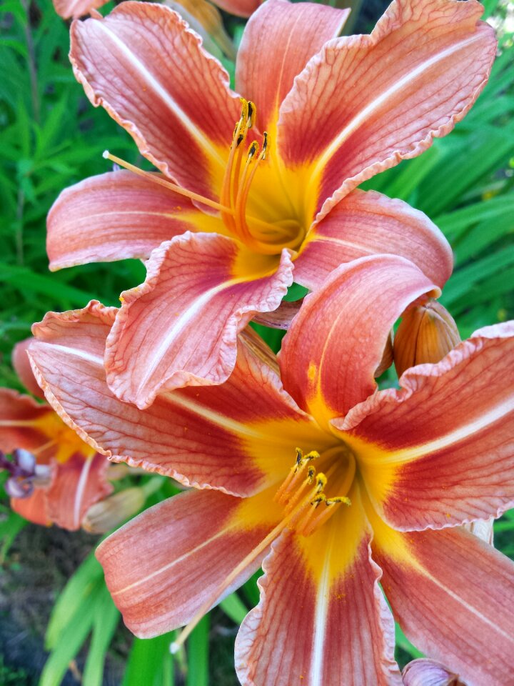 Red yellow nature