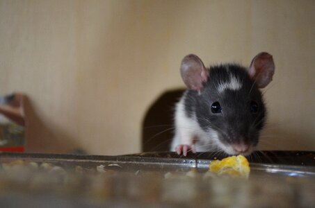Pet fur food