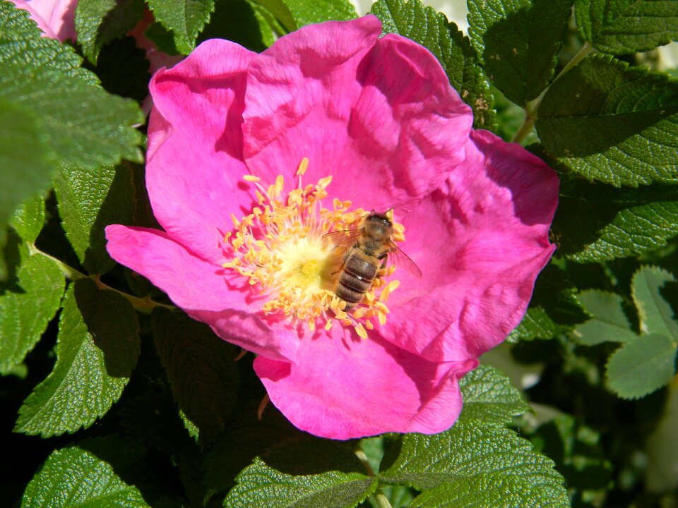 Pollen garden nature