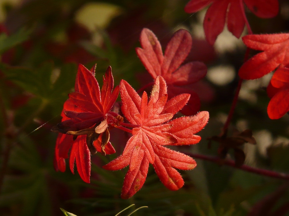 Autumn leaves color