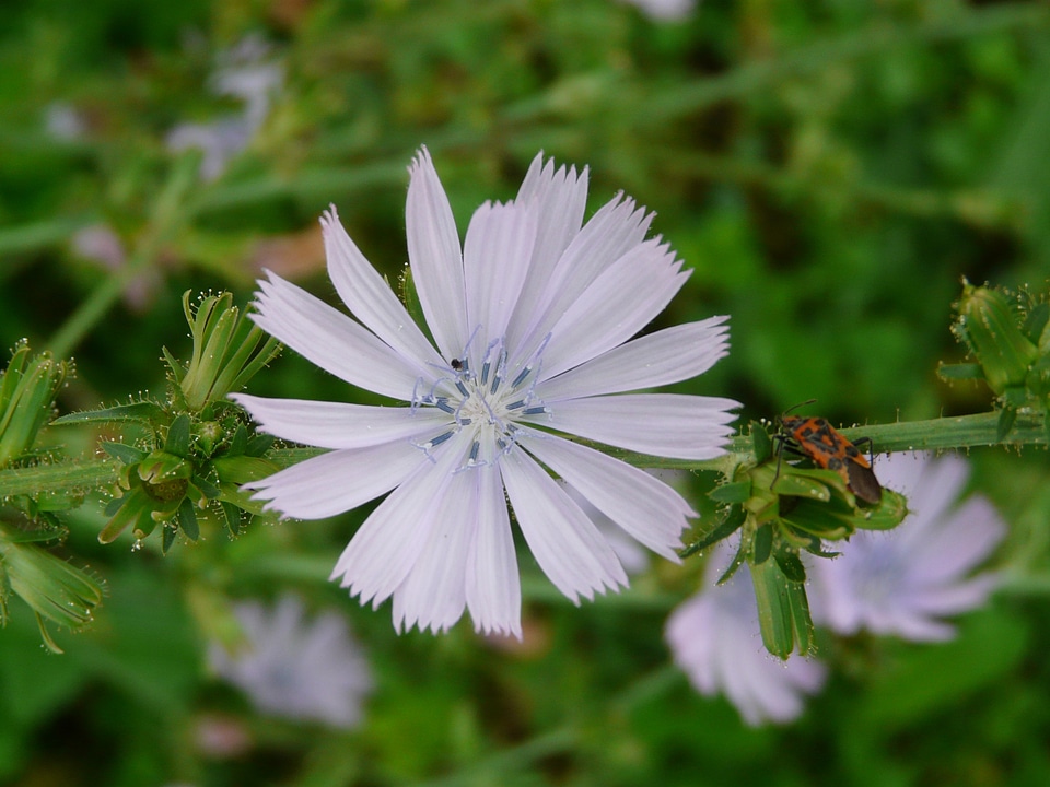 Chicory flower blossom