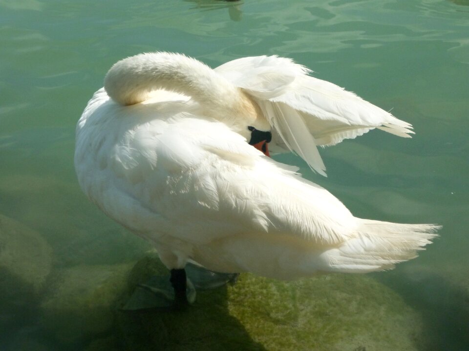 Bird lakeside nature