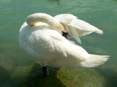 Bird lakeside nature