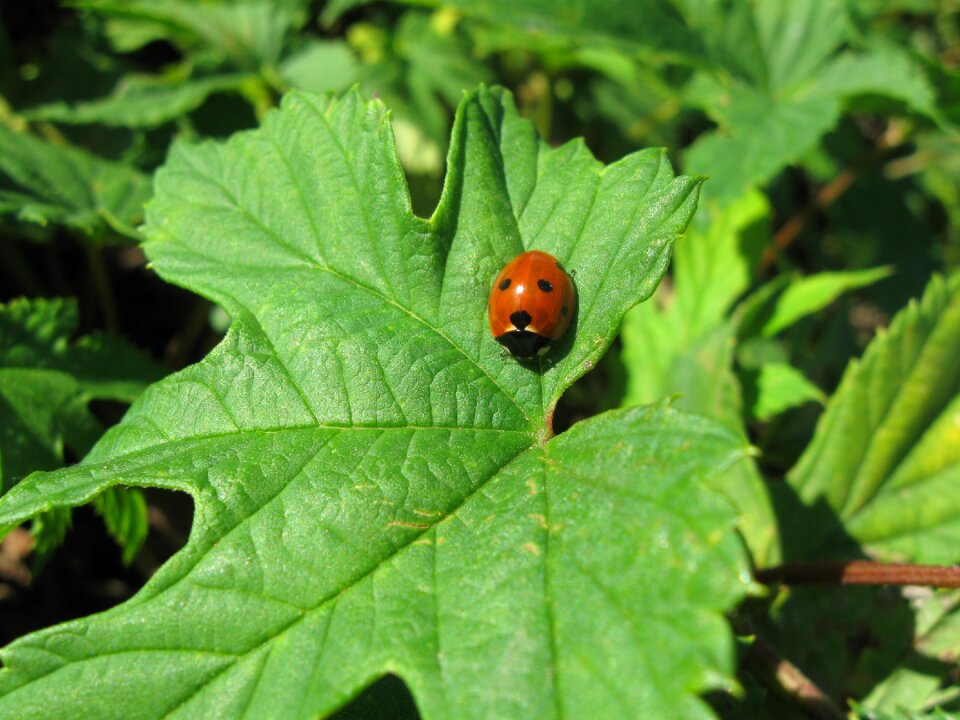 Nature green insects