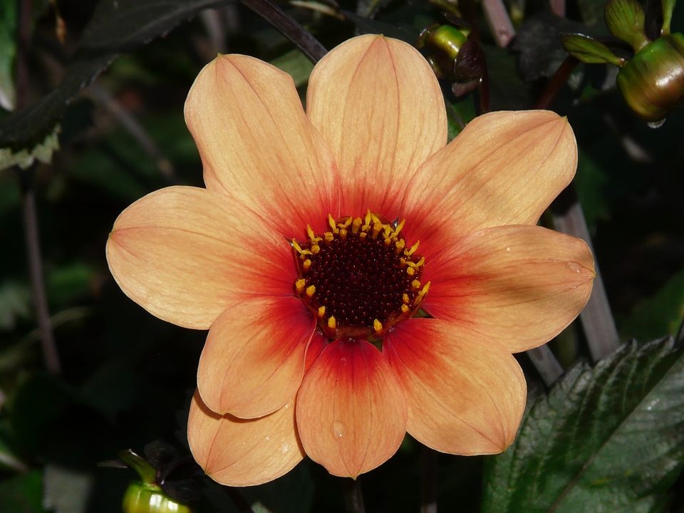 Buds flower blossom