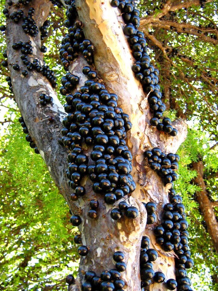 Trunk nature backyard