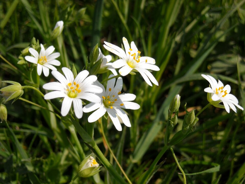 White flowers large flowered wall stellaria holostea