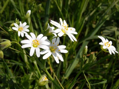 White flowers large flowered wall stellaria holostea