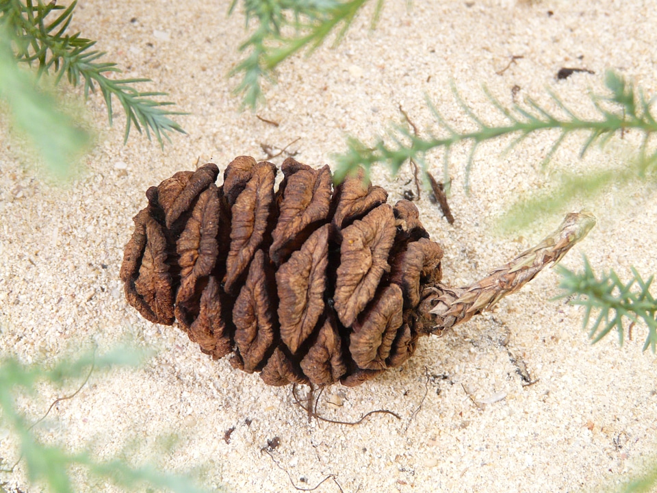 Plant seeds germinate