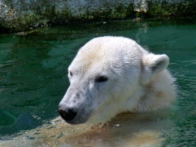 Bear white mammal photo