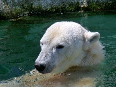 Bear white mammal