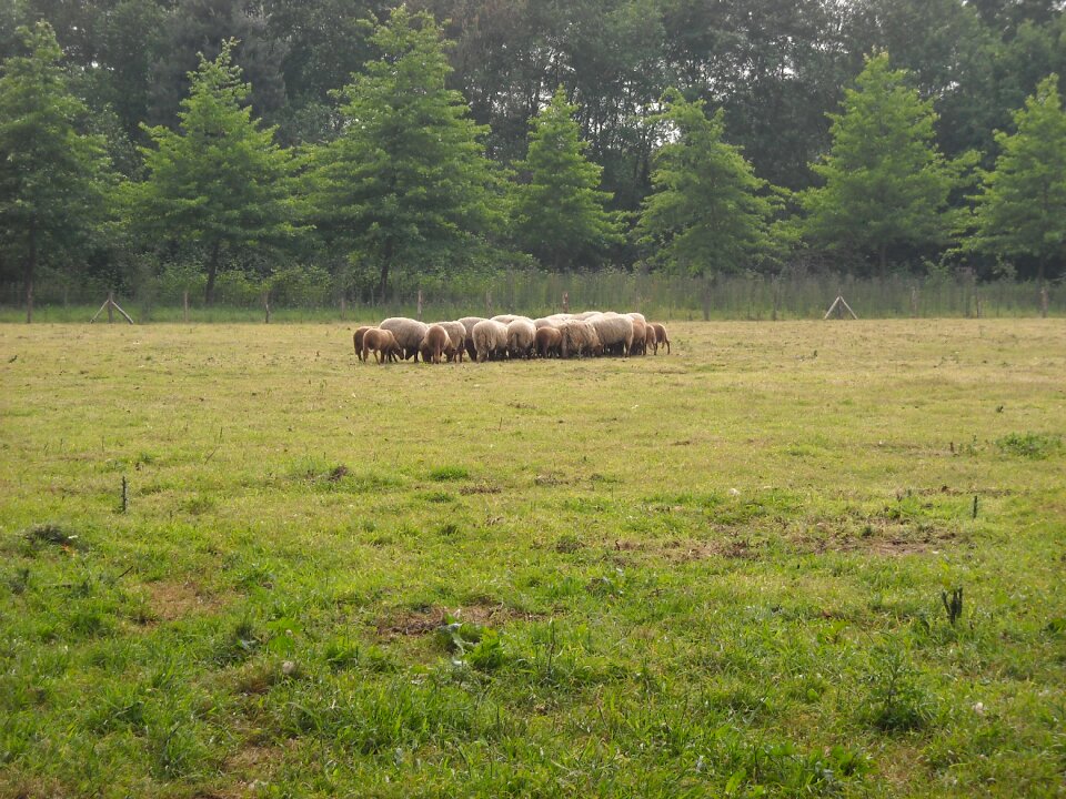 Meadow sheep animals