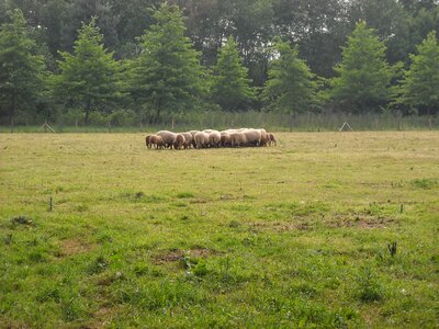 Meadow sheep animals