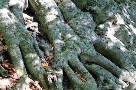 Root old tree