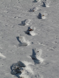 Snow lane footprints reprint photo