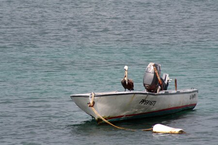 Pelican ocean boat photo