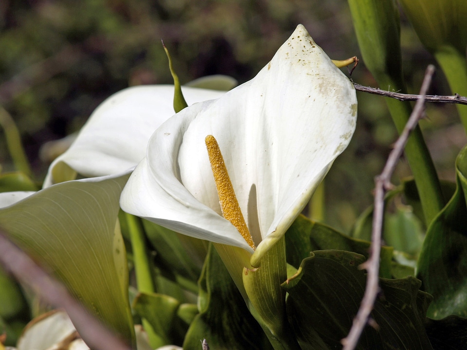 Nature floral blossom