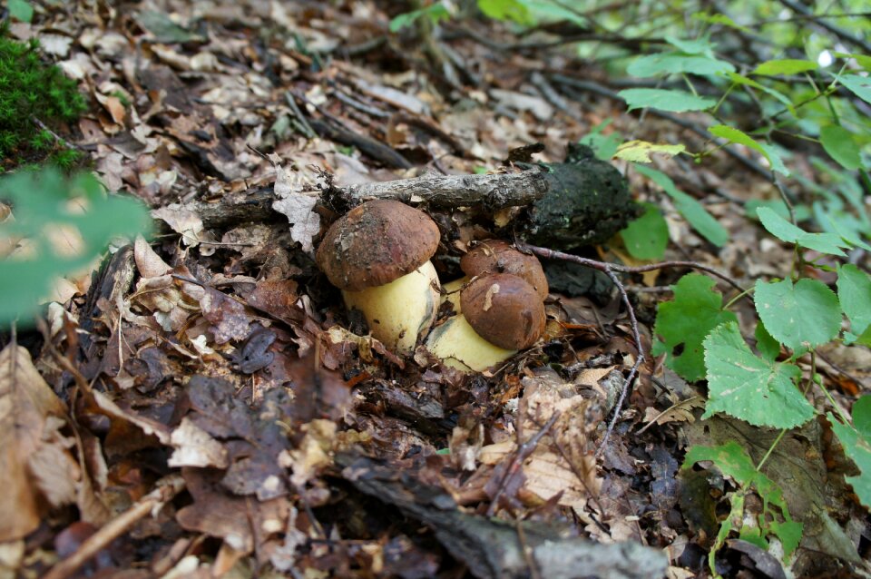 Dubáky wild mushrooms forest