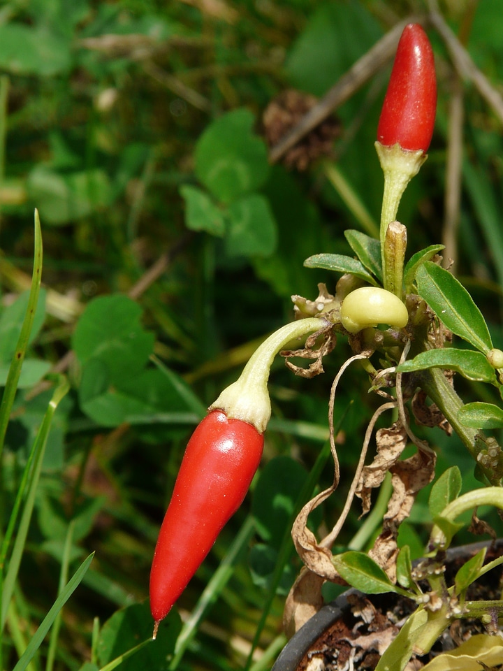 Sharp paprika capsicum