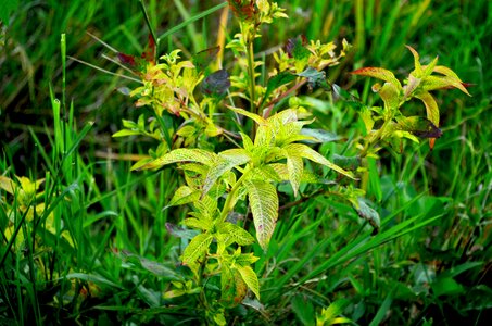 Ricefield plant