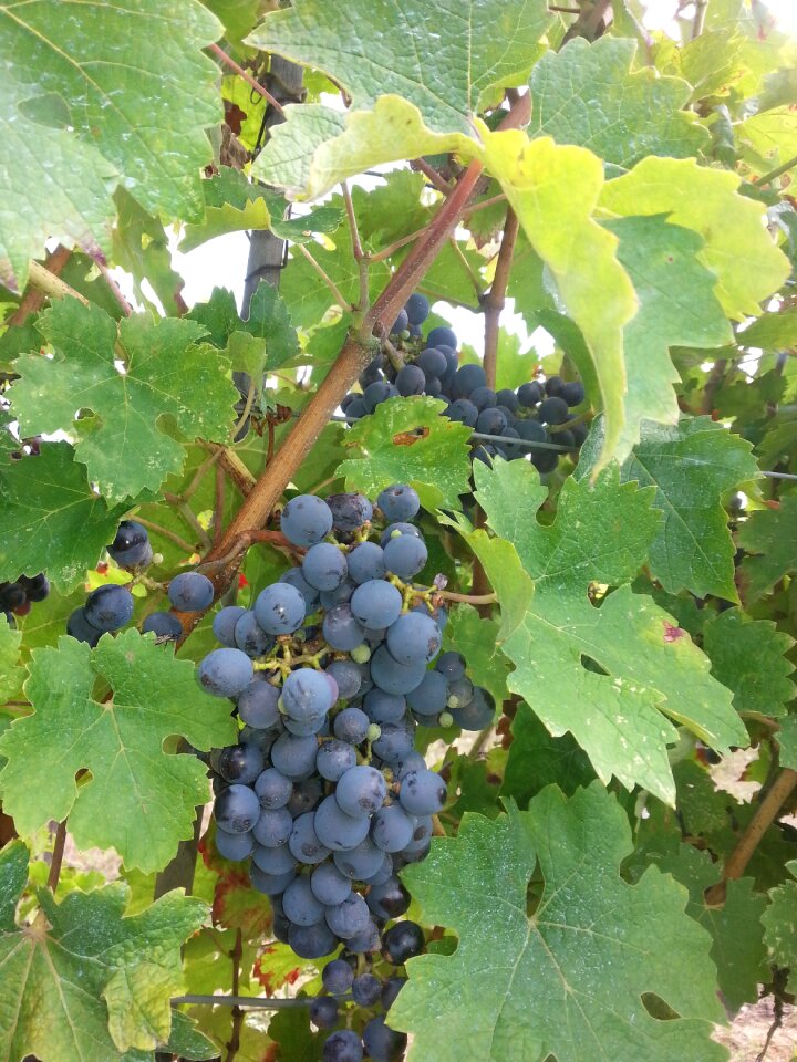 Wine harvest vintage plant