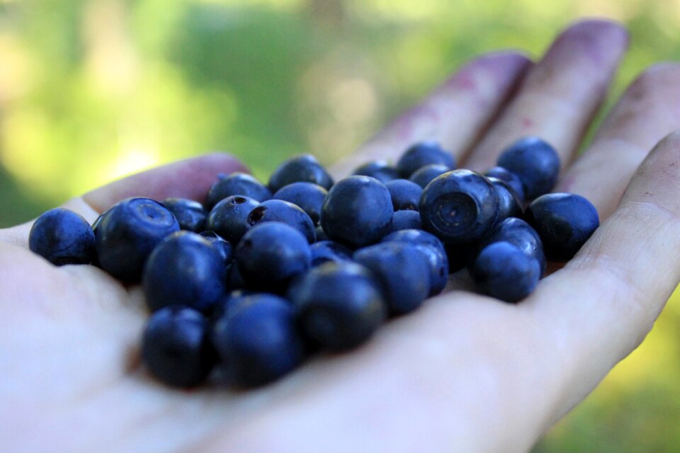Forest berries blueberries in the palm of your hand closeup