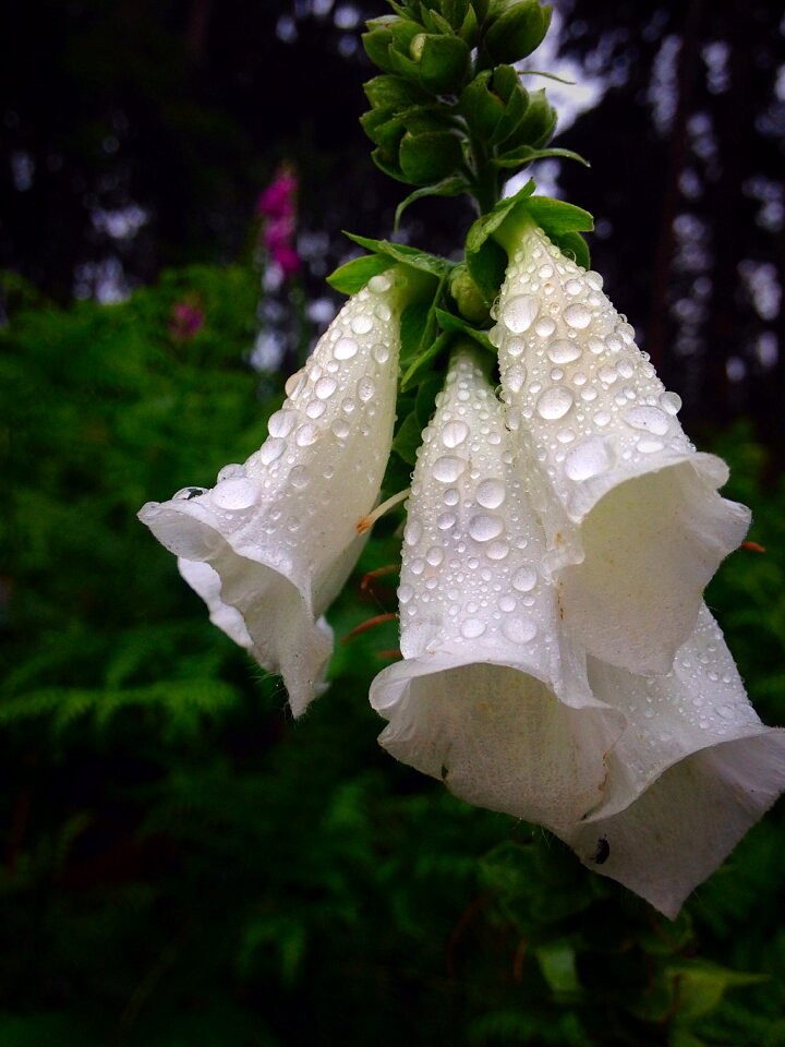 Morning while bloom
