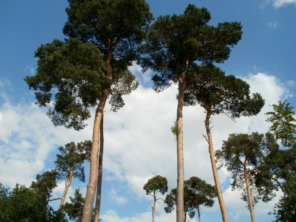 Trees nature plant