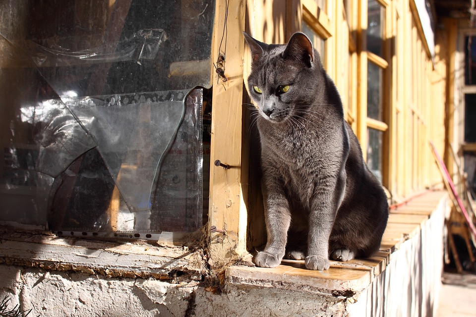 Feline animals pet