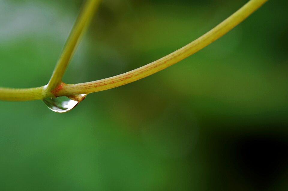 Wet nature macro