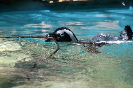 Animals sea light photo