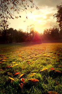 Sunrise meadow trees photo