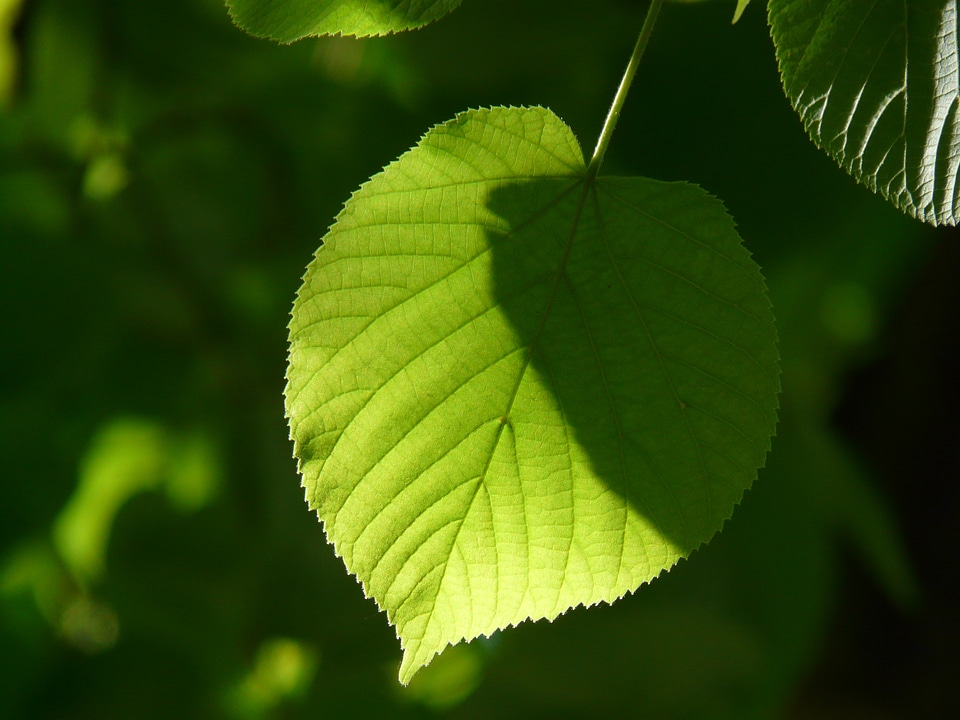 Lipovina foliage leaves