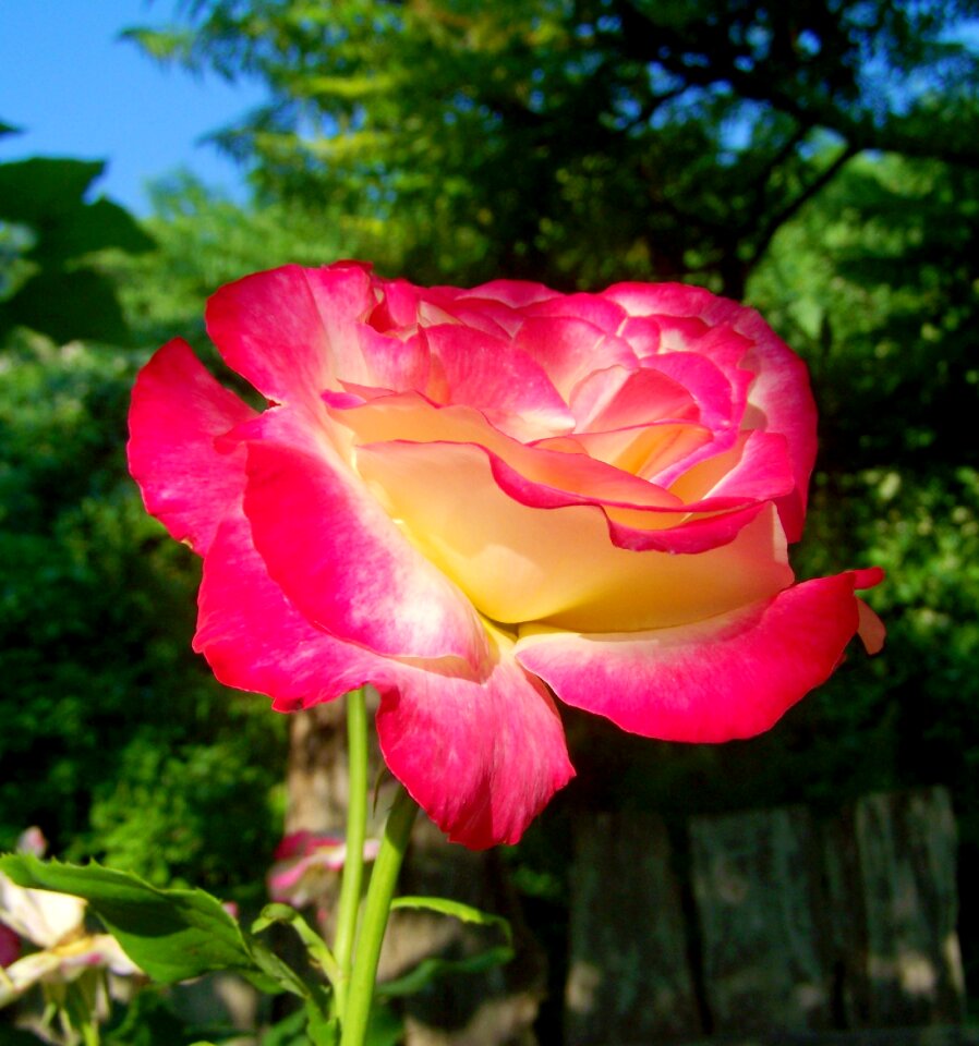 Three colour roses flower garden summer flower