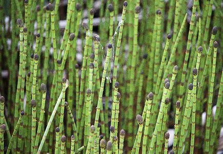 Green nature plants