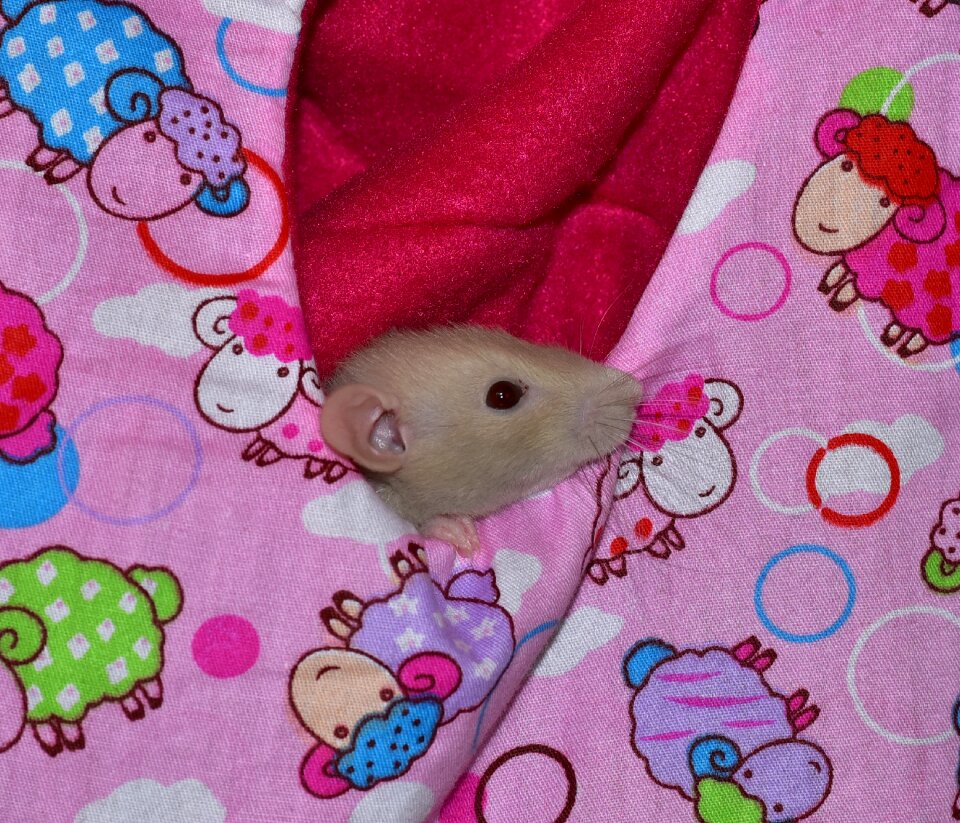 Food curious bag snuggle