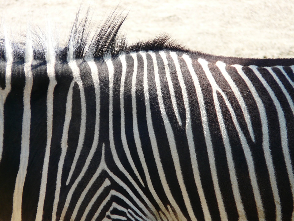 Animal africa steppe