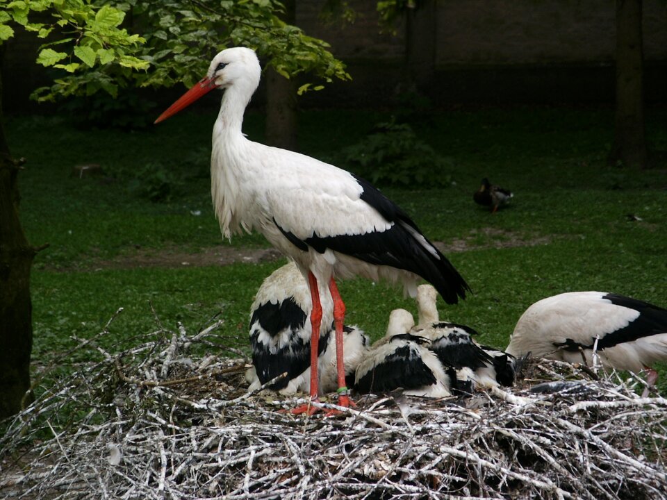Bird birds rattle stork