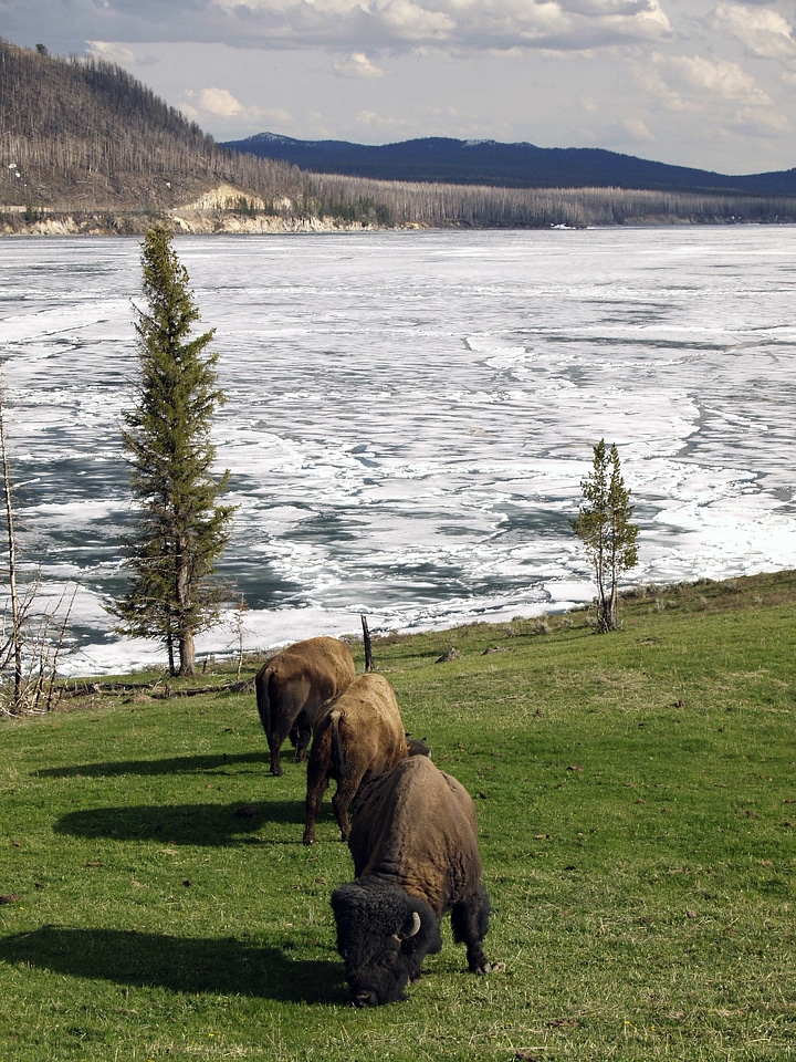Wyoming usa animal