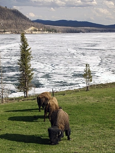 Wyoming usa animal photo